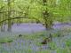 Surrey Wildlife Trust Party