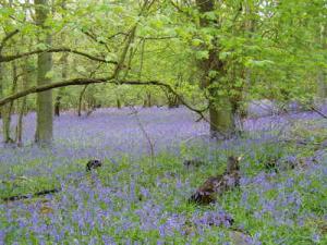Surrey Wildlife Trust Party