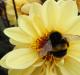 Bourne Valley Garden Centre