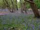 Compton Woods Compton Woods