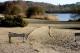 Frensham Ponds Frensham Ponds