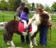 Pony Magic Pony Magic