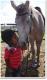 White Lane Farm Riding School White Lane Farm Riding School