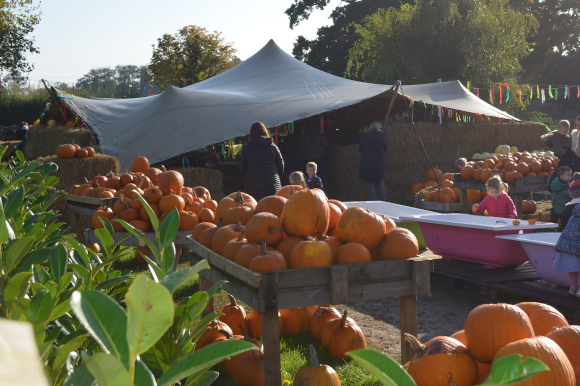 Pumpkin Picking at Crockford Bridge Farm in Weybridge