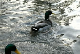 Duck feeding & paddling in Surrey